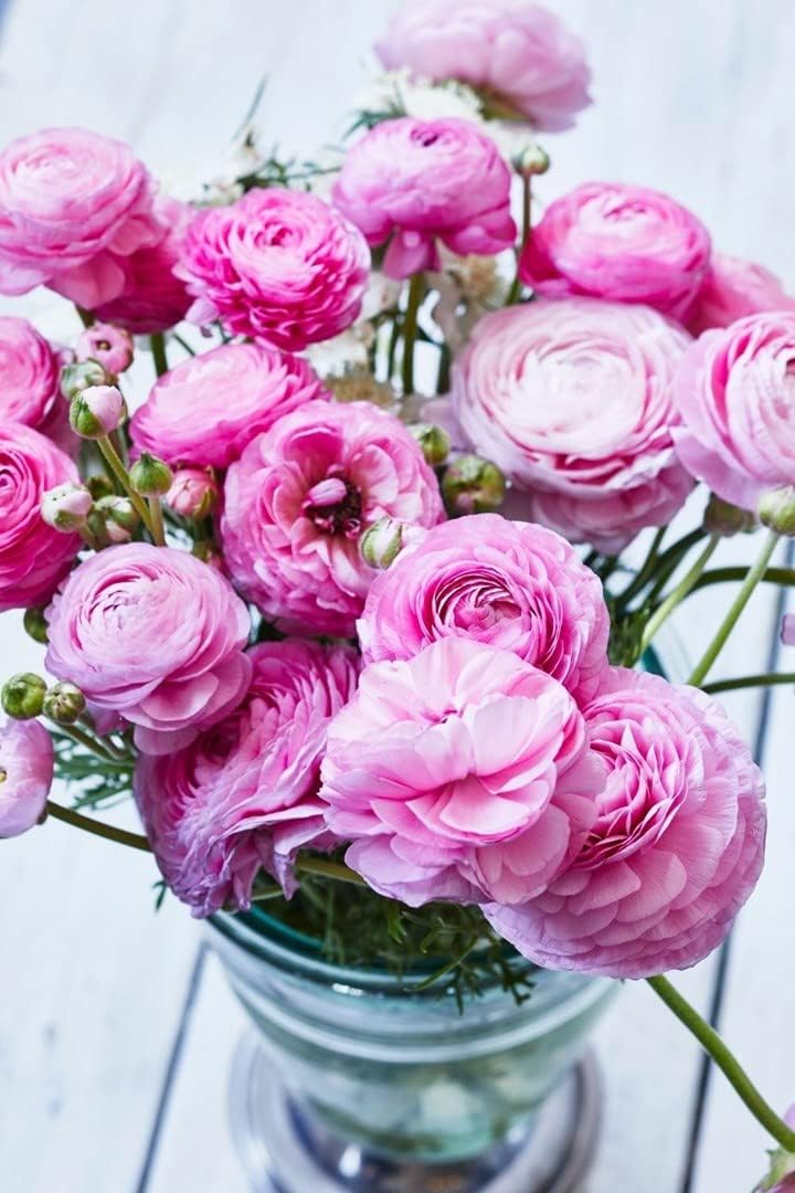 Baby (Baby Pink) seeds for planting in home garden
