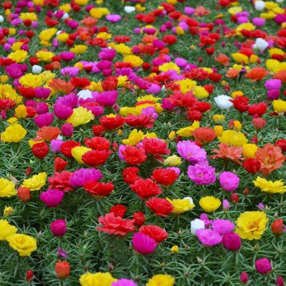 Heirloom Grandiflora Flower seeds for Planting Shade Tolerant Heirloom & GMO Free Seeds for Home Garden