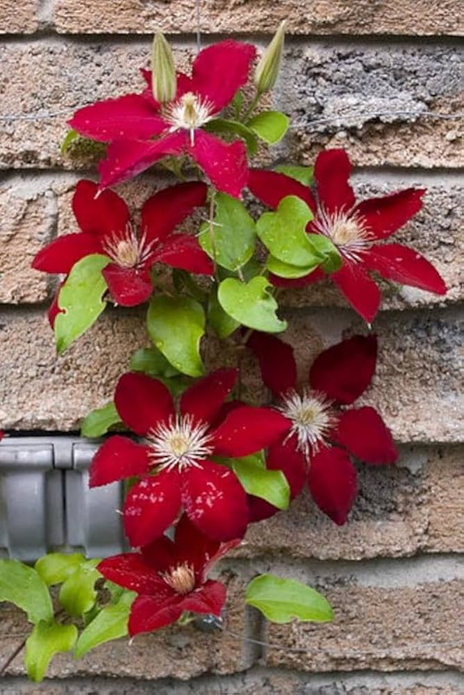 High quality Clematis Burgundy Flower seeds for Planting Low Maintenance, Heirloom & GMO Free Seeds for Home Garden seeds pack