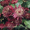 Maroon Astrantia Flower Seeds for Planting Premium Heirloom, Non GMO, High Germination Organic Garden Seeds seeds for planting