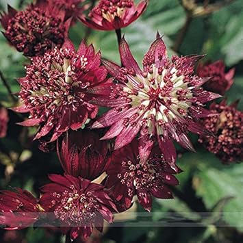 Maroon Astrantia Flower Seeds for Planting Premium Heirloom, Non GMO, High Germination Organic Garden Seeds seeds for planting