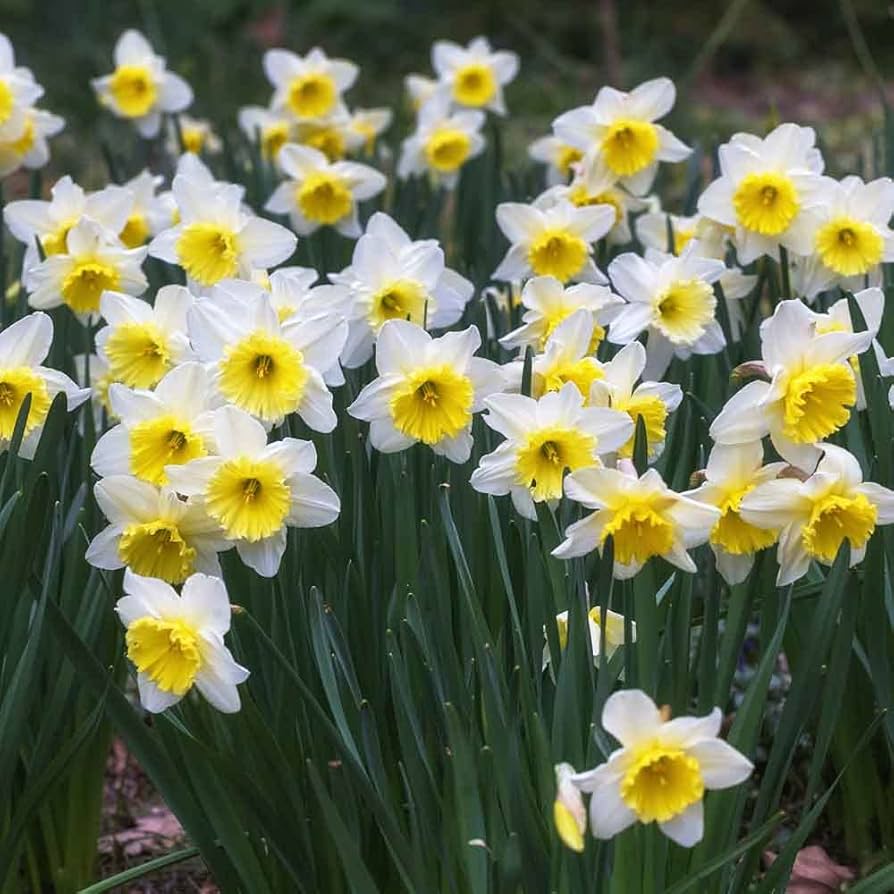 Narcissus Flower seeds for Planting Wildflower Mix Heirloom & GMO Free Seeds for Home Garden