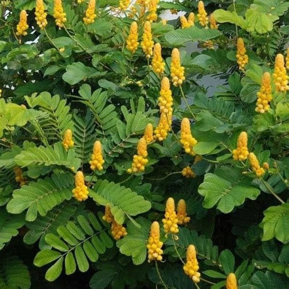 Premium Yellow Candlestick Cassia Flower seeds for Planting Hardy Variety, Heirloom & GMO Free Seeds for Home Garden seeds