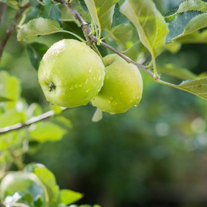 Deep Green Apple Fruit Seeds for Planting