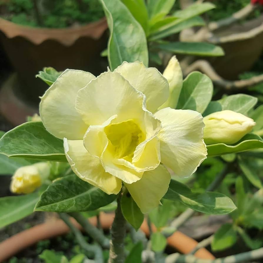 Light Yellow Adenium Obesum Seeds Flower seeds for Planting Easy to Grow Heirloom & GMO Free Seeds for Home Garden