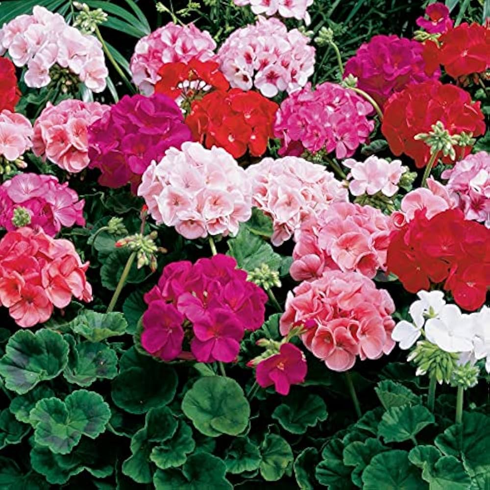 Mixed Geranium Flower seeds for Planting Pollinator Friendly, Heirloom & GMO Free Seeds for Home Garden seeds for planting