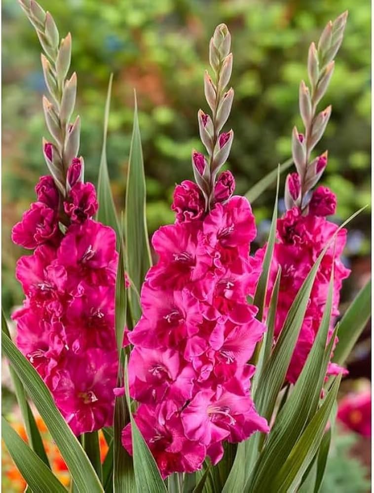 High quality White Purple Gladiolus Flower seeds for Planting Perfect for Borders, Heirloom & GMO Free Seeds for Home Garden seeds pack