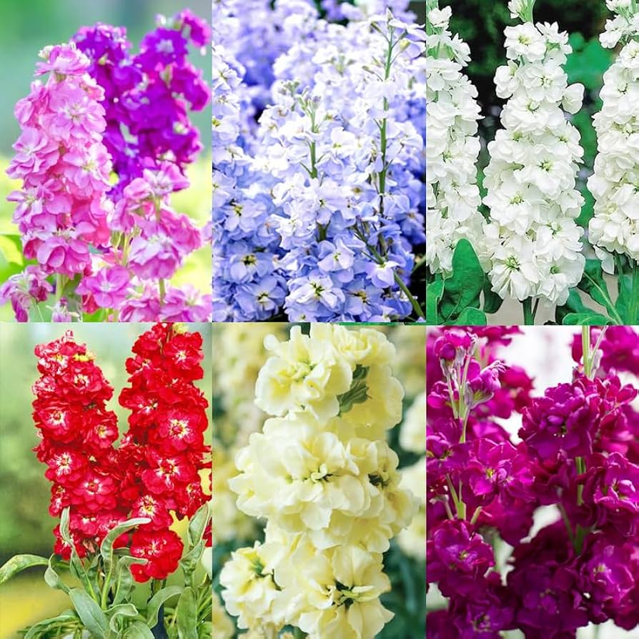 Matthiola Flower seeds for Planting Easy to Grow Heirloom & GMO Free Seeds for Home Garden
