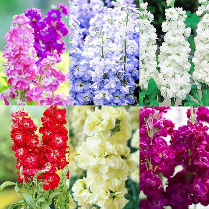 Matthiola Flower seeds for Planting Easy to Grow Heirloom & GMO Free Seeds for Home Garden