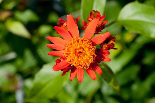 Premium Confusus Mexico Flower seeds for Planting Perfect for Borders, Heirloom & GMO Free Seeds for Home Garden seeds