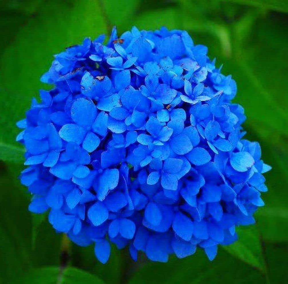 Deep Blue Hydrangea Flower seeds for Planting Bright Blooms, Heirloom & GMO Free Seeds for Home Garden seeds for planting