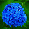Deep Blue Hydrangea Flower seeds for Planting Bright Blooms, Heirloom & GMO Free Seeds for Home Garden seeds for planting