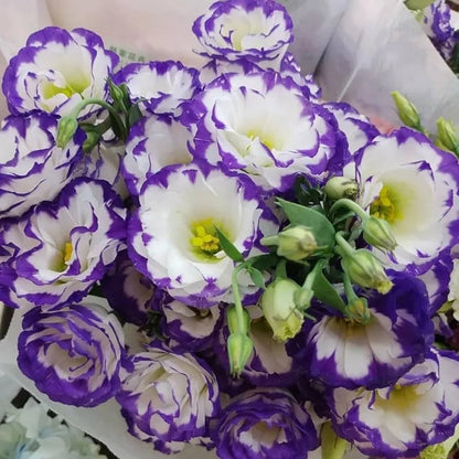 White & Blue Eustoma (Lisianthus) Flower seeds for Planting - Seasonal Bloomer, Heirloom & GMO Free Seeds for Home Garden