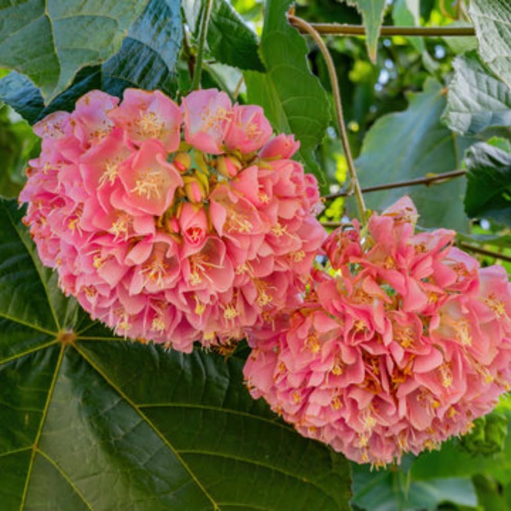 Dombeya Flower seeds for Planting - Seasonal Bloomer, Heirloom & GMO Free Seeds for Home Garden