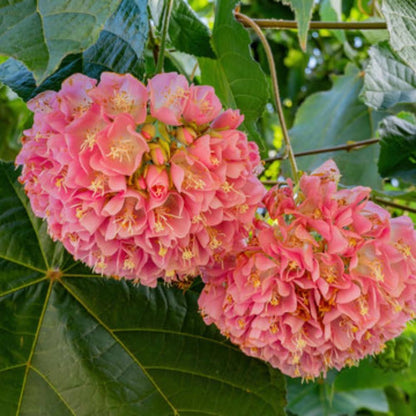 Dombeya Flower seeds for Planting - Seasonal Bloomer, Heirloom & GMO Free Seeds for Home Garden