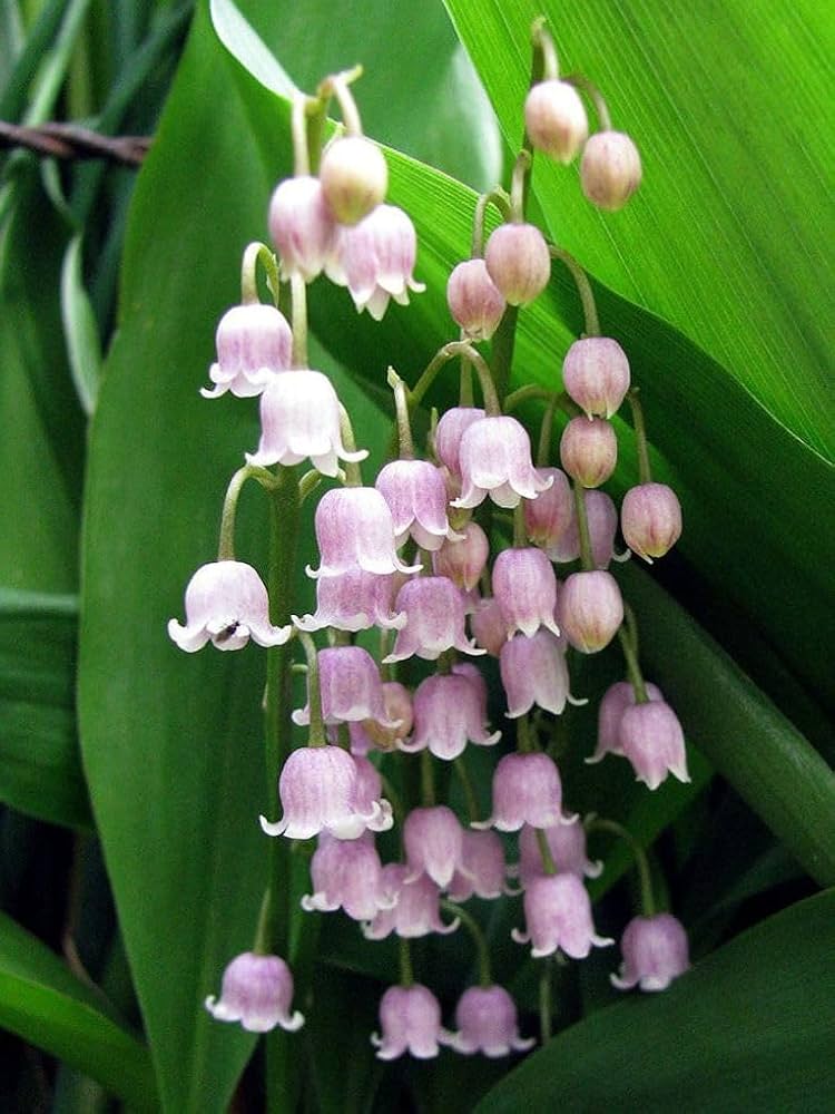 Pink Lily of the Valley Flower seeds for Planting - Wildflower Mix, Heirloom & GMO Free Seeds for Home Garden