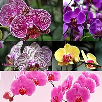 Multi Colored Phalaenopsis Orchid Flower seeds for Planting Long Bloom Season, Heirloom & GMO Free Seeds for Home Garden seeds for planting