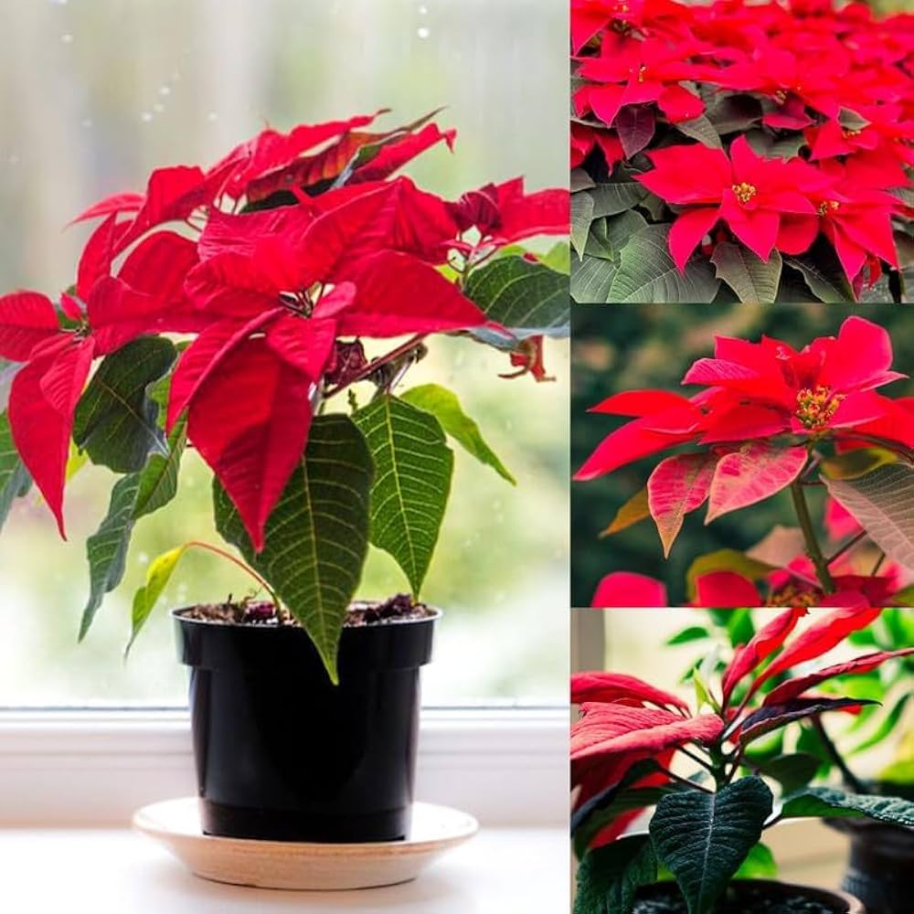 Mixed Poinsettia Flower seeds for Planting Garden Favorite, Heirloom & GMO Free Seeds for Home Garden vegetable and garden seeds
