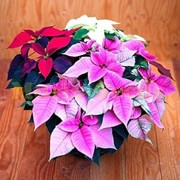 Mixed Poinsettia Flower seeds for Planting Shade Tolerant, Heirloom & GMO Free Seeds for Home Garden seeds for planting