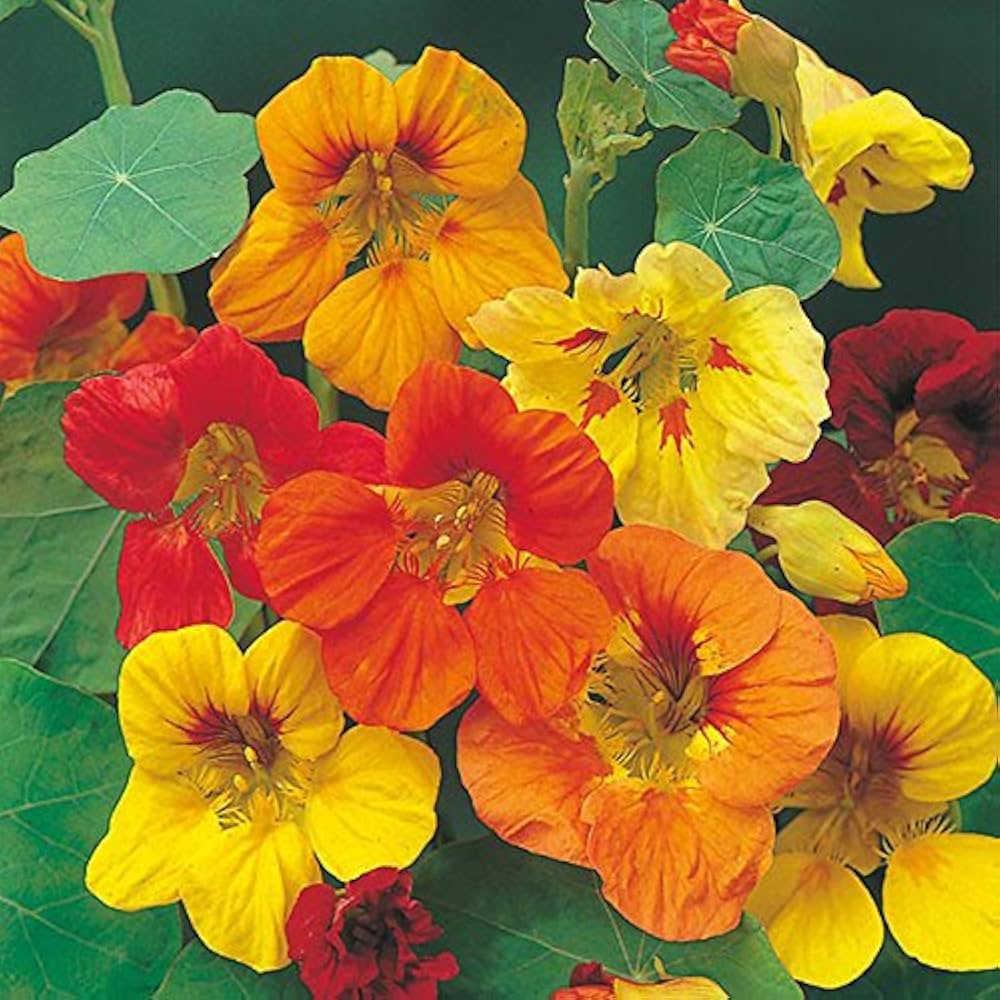Premium Capuchina Flower seeds for Planting Perfect for Borders, Heirloom & GMO Free Seeds for Home Garden seeds