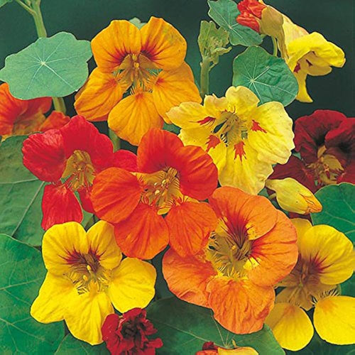 Premium Capuchina Flower seeds for Planting Perfect for Borders, Heirloom & GMO Free Seeds for Home Garden seeds