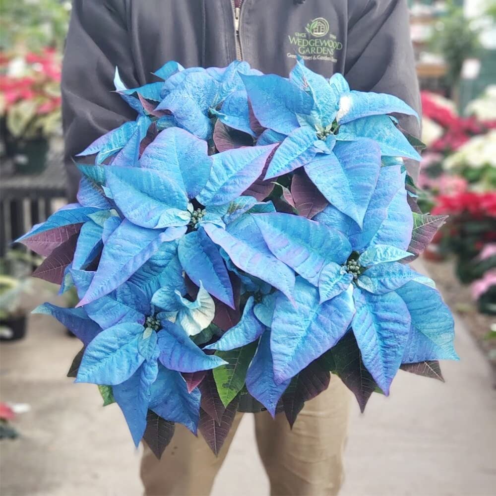Poinsettia Flower seeds for Planting Cottage Garden Essential, Heirloom & GMO Free Seeds for Home Garden vegetable and garden seeds