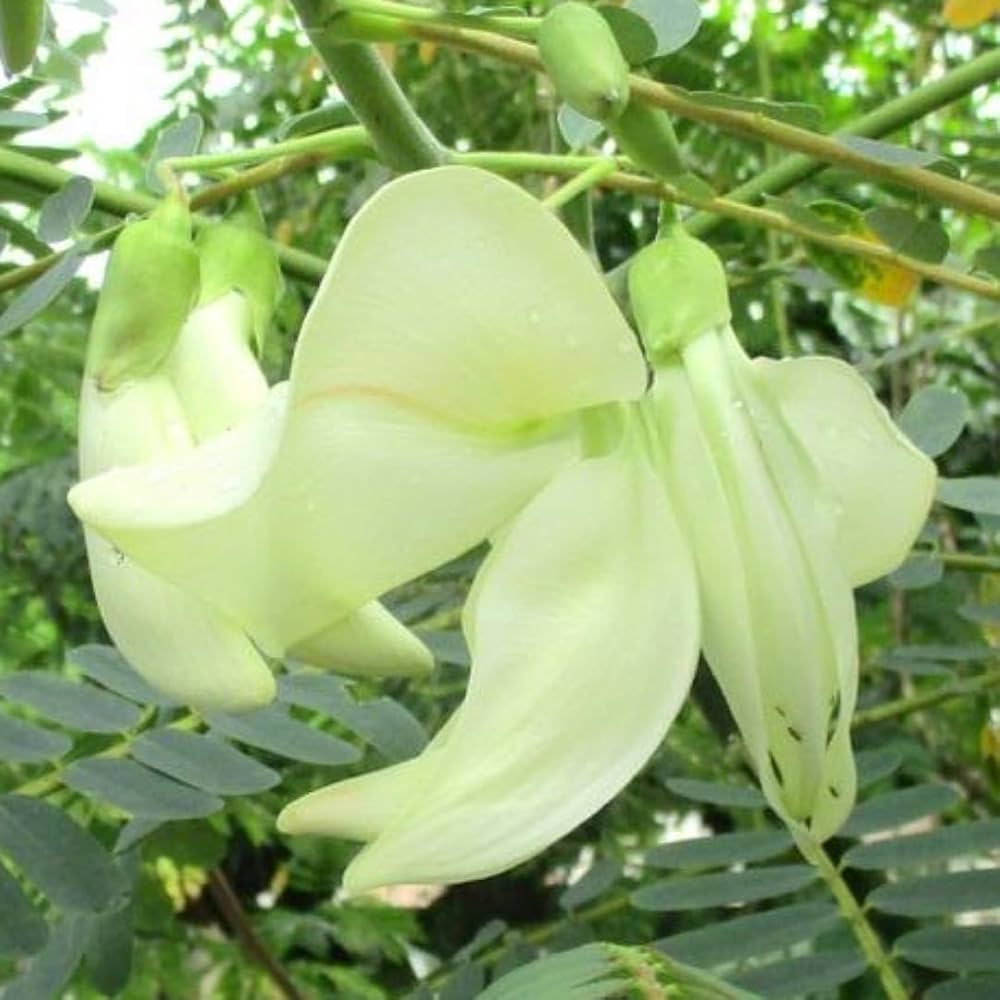 Heron Flower seeds for Planting Long Bloom Season, Heirloom & GMO Free Seeds for Home Garden vegetable and garden seeds