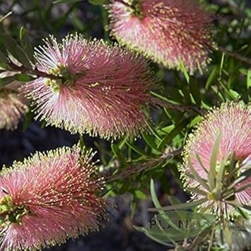 Pink Champagne Callistemon Flower seeds for Planting Compact Growth, Heirloom & GMO Free Seeds for Home Garden seeds for planting
