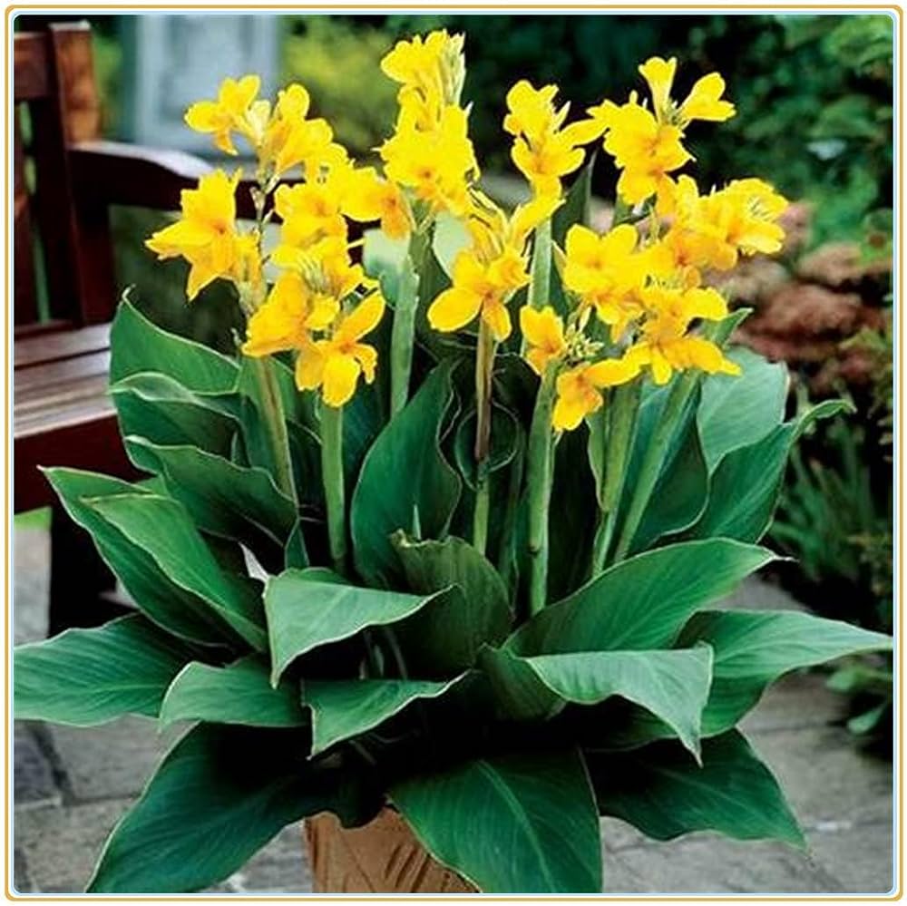Yellow Pretoria Flower seeds for Planting Premium Quality, Heirloom & GMO Free Seeds for Home Garden seeds for planting