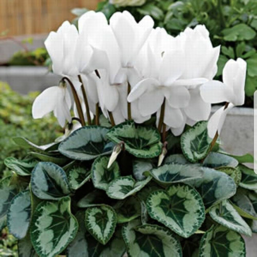 High quality Light Green Cyclamen Flower seeds for Planting Seasonal Bloomer, Heirloom & GMO Free Seeds for Home Garden seeds pack