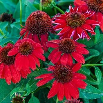 Red Coneflower Flower seeds for Planting Sun Loving, Heirloom & GMO Free Seeds for Home Garden seeds for planting