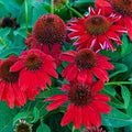 Red Coneflower Flower seeds for Planting Sun Loving, Heirloom & GMO Free Seeds for Home Garden seeds for planting