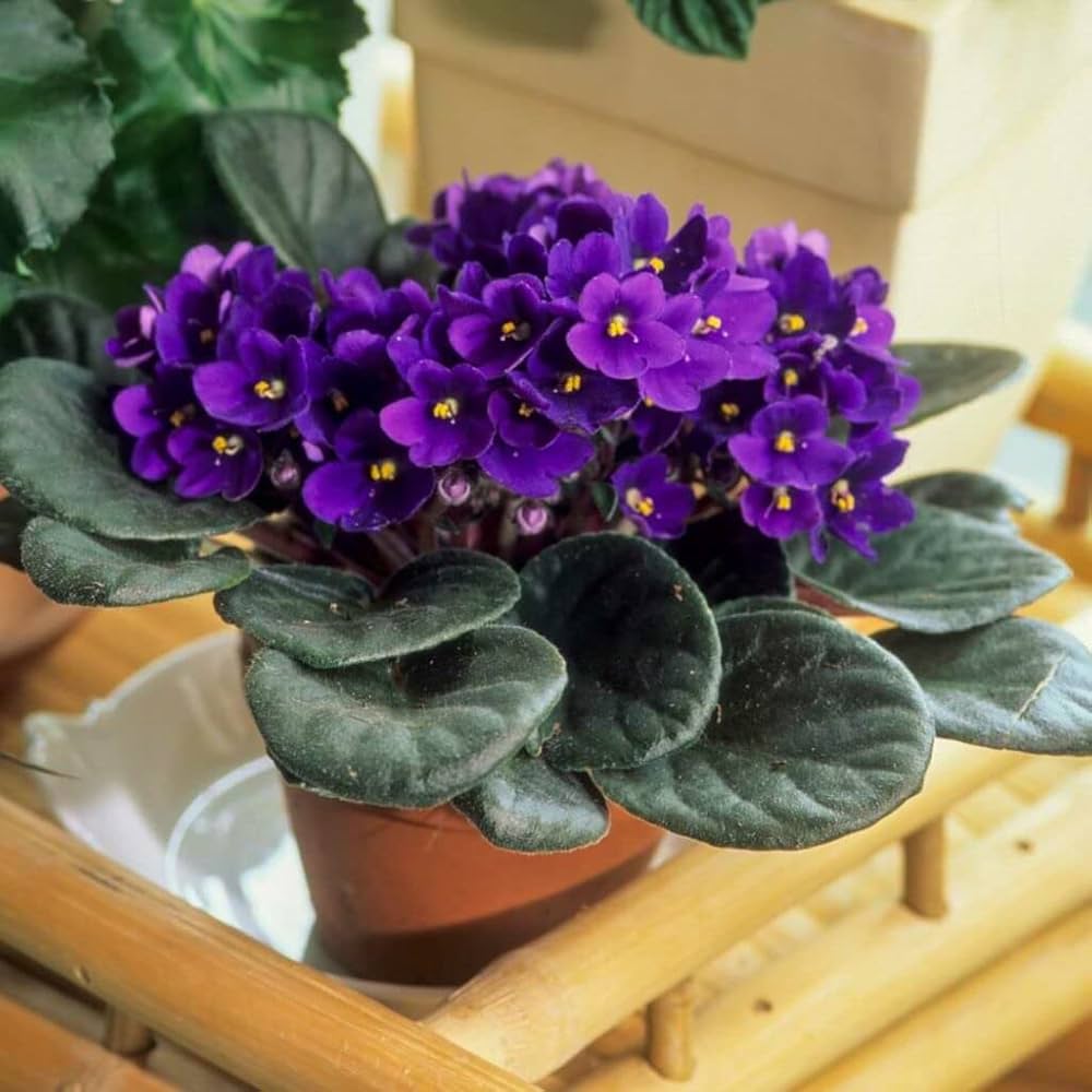 Premium Sky Blue African Violet or Saintpaulia ionantha. Flower seeds for Planting Long Bloom Season, Heirloom & GMO Free Seeds for Home Garden seeds