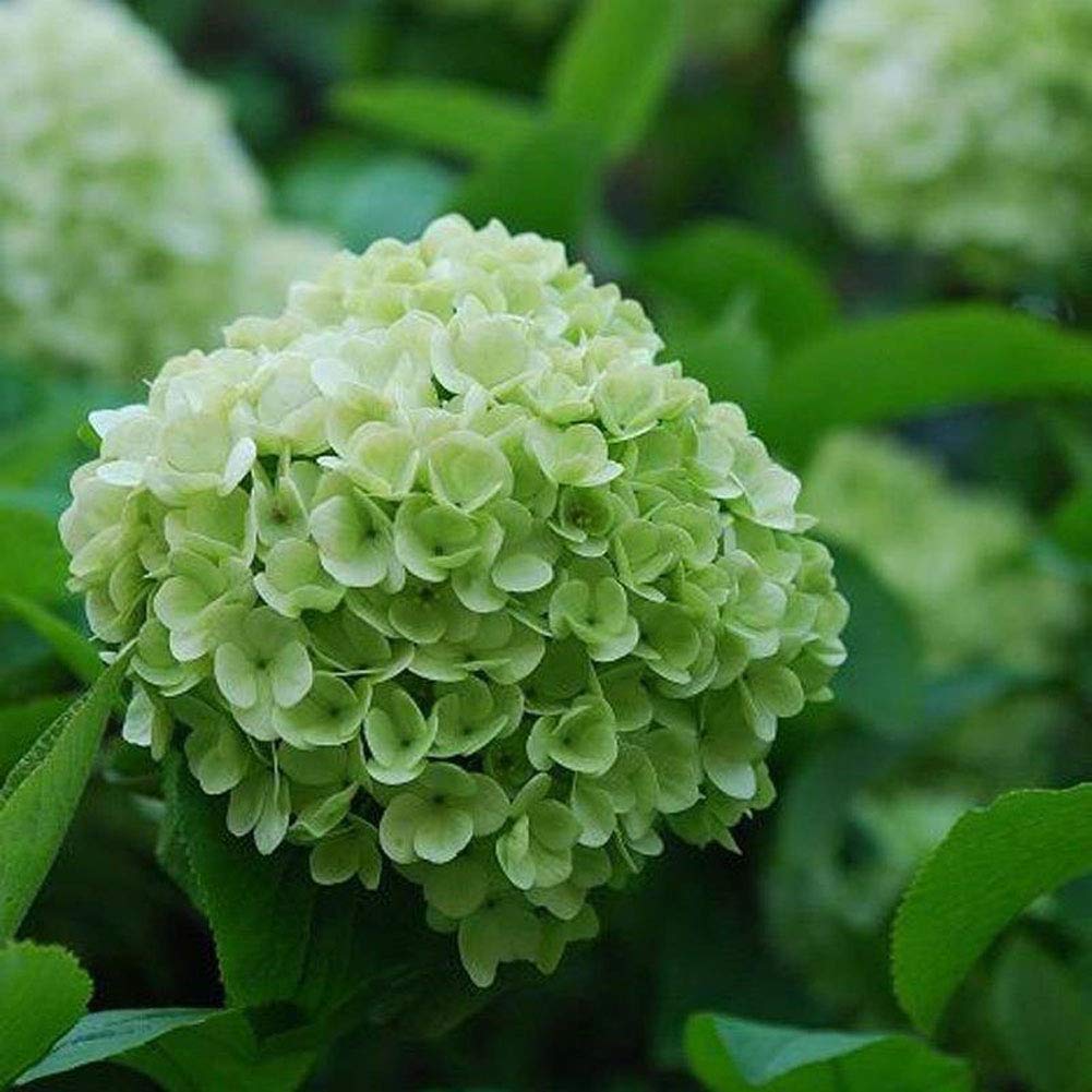 Dark Green Hydrangea Flower seeds for Planting - Easy to Grow, Heirloom & GMO Free Seeds for Home Garden