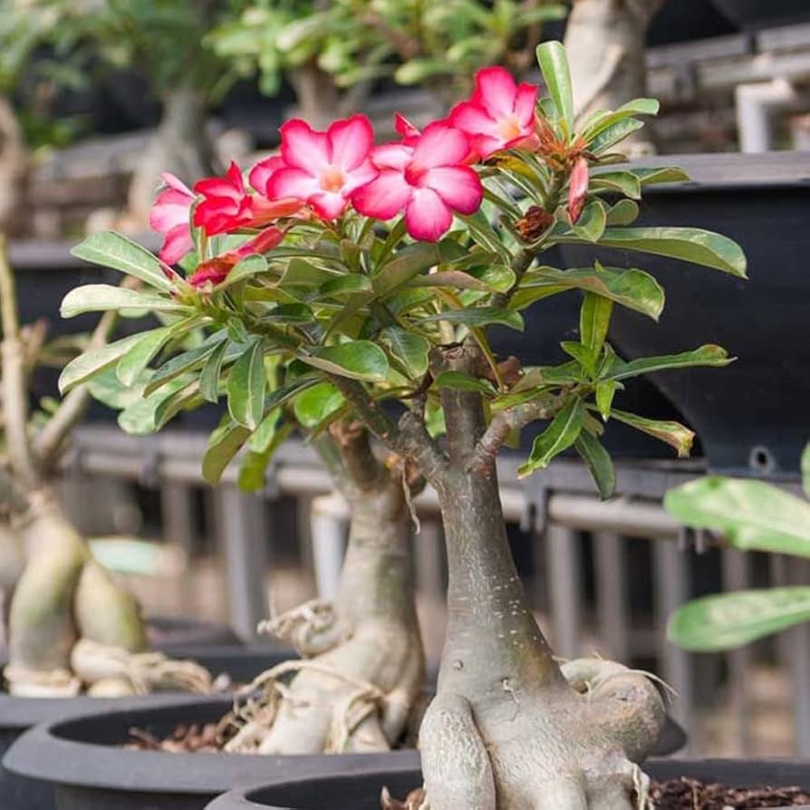 Adenium Flower seeds for Planting Cut Flower Favorite Heirloom & GMO Free Seeds for Home Garden