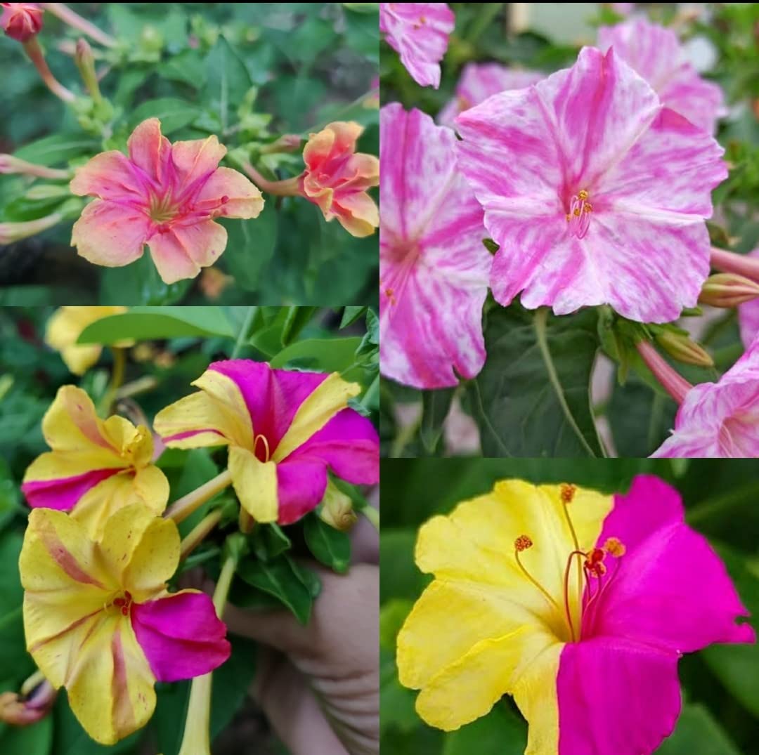Mirabilis Flower seeds for Planting Compact Growth Heirloom & GMO Free Seeds for Home Garden