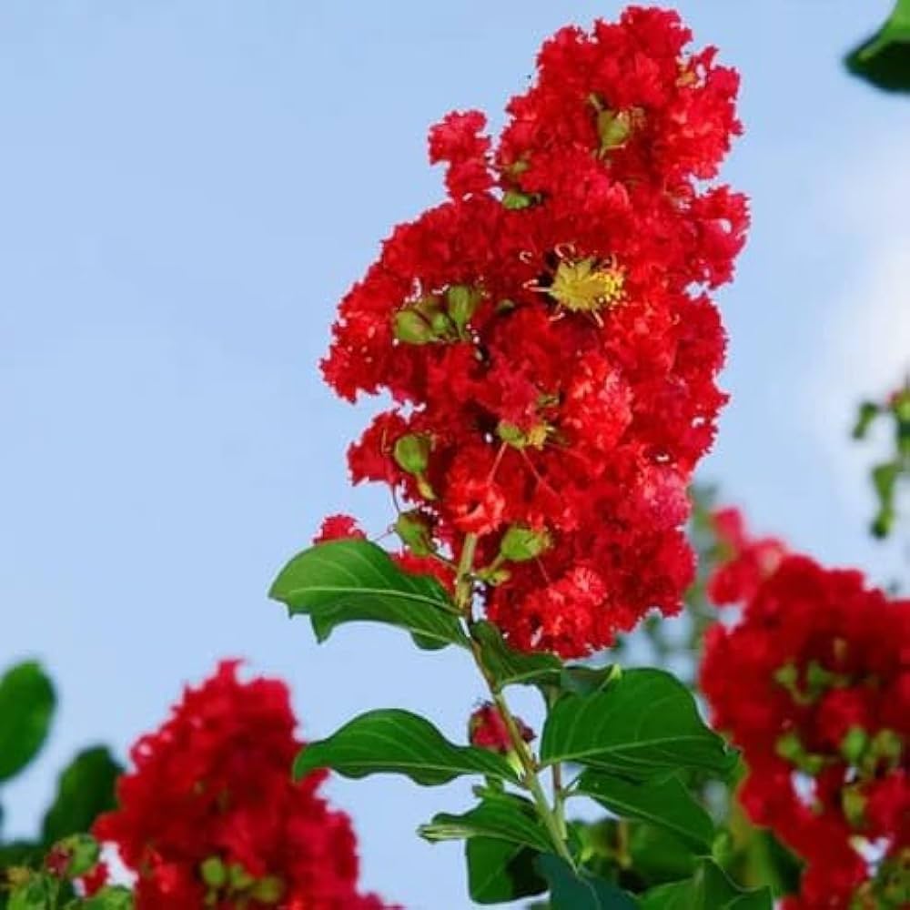 Premium Red Crape Tree Flower seeds for Planting Long Bloom Season, Heirloom & GMO Free Seeds for Home Garden seeds