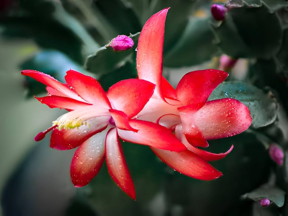 Premium Red Zygocactus Truncatus Flower seeds for Planting Cottage Garden Essential, Heirloom & GMO Free Seeds for Home Garden seeds