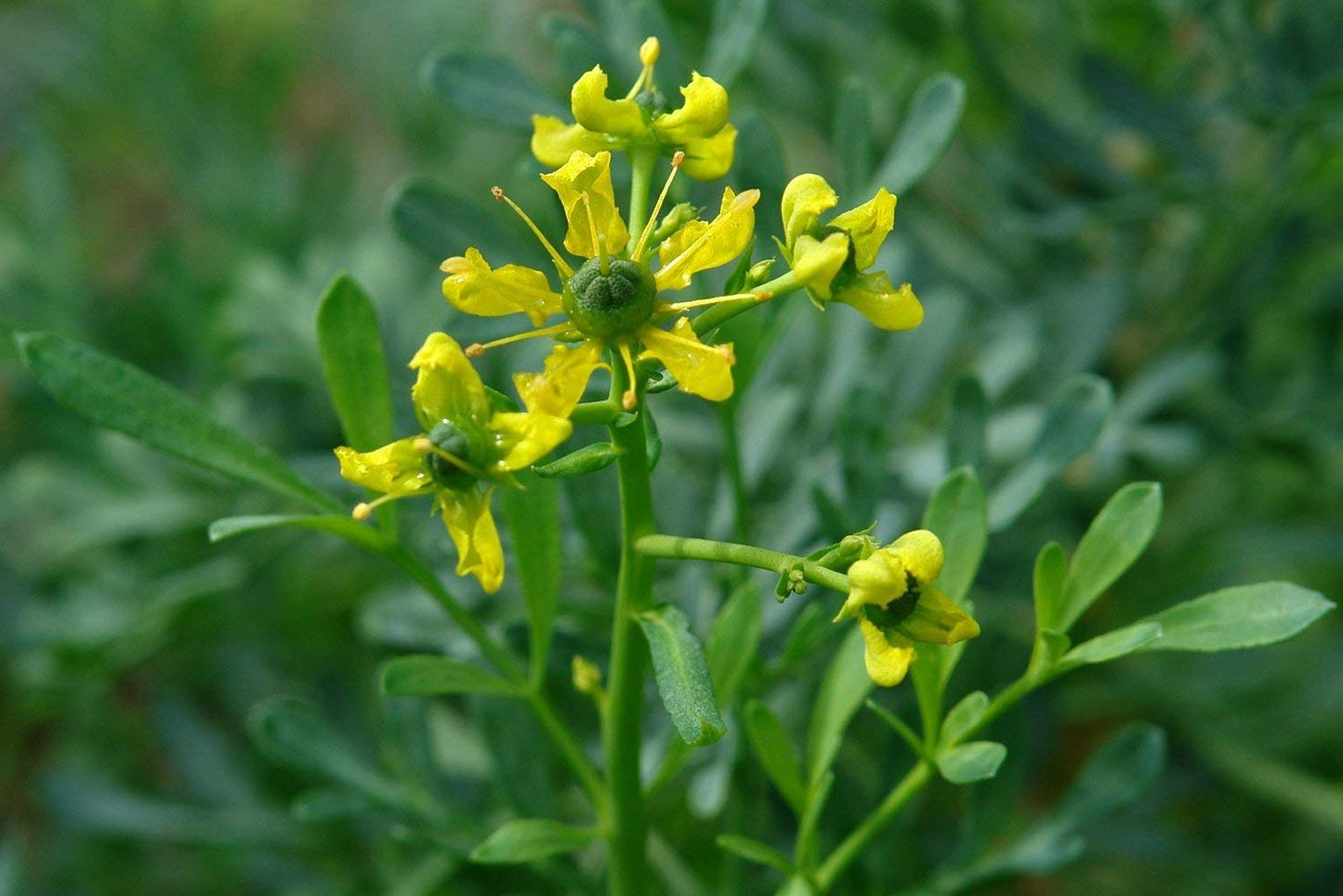 Ruta Graveolens Flower seeds for Planting Fragrant Blossoms Heirloom & GMO Free Seeds for Home Garden