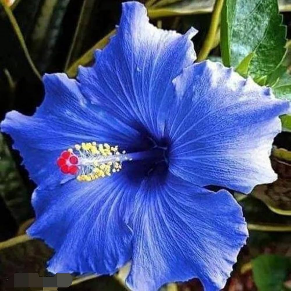 Hibiscus Dark Blue Flower seeds for Planting Garden Favorite, Heirloom & GMO Free Seeds for Home Garden seeds for planting