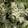 White Loropetalum Flower seeds for Planting Low Maintenance, Heirloom & GMO Free Seeds for Home Garden seeds for planting