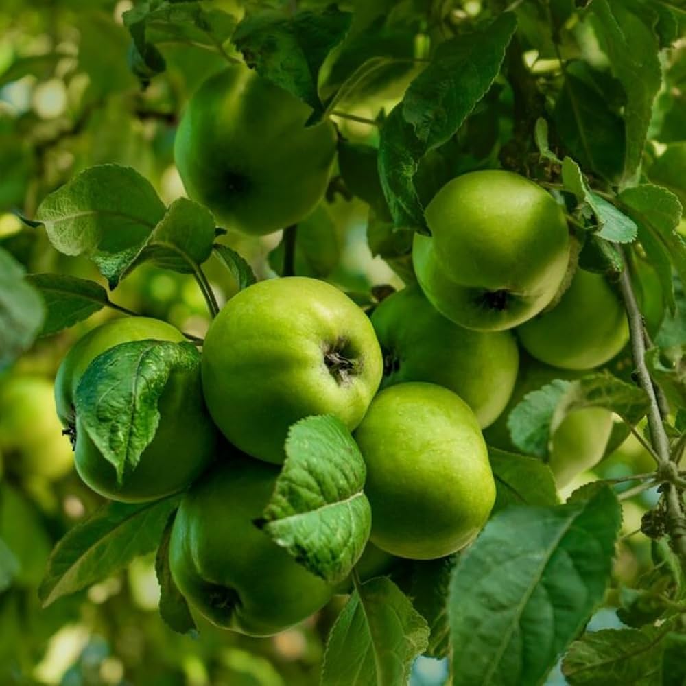 Deep Green Apple Fruit Seeds for Planting