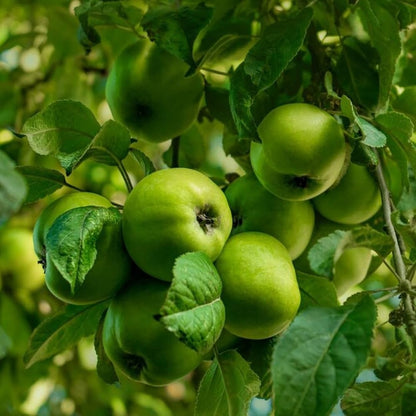Deep Green Apple Fruit Seeds for Planting