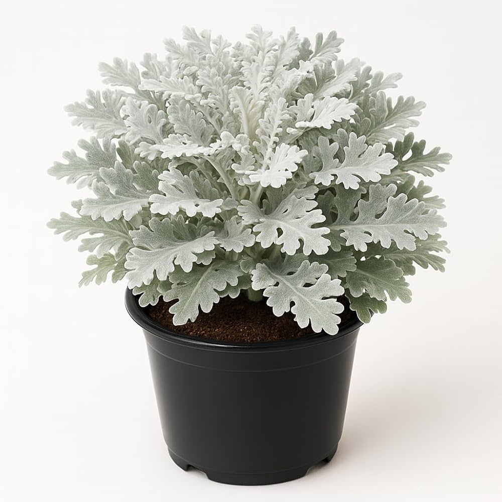 Premium Gray Cineraria Dusty Flower seeds for Planting Seasonal Bloomer, Heirloom & GMO Free Seeds for Home Garden seeds