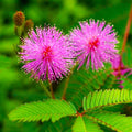 Mixed Mimosa Pudica Flower seeds for Planting Vibrant Colors, Heirloom & GMO Free Seeds for Home Garden seeds for planting