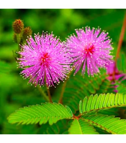 Purple Mimosa Flower seeds for Planting Easy to Grow, Heirloom & GMO Free Seeds for Home Garden seeds for planting