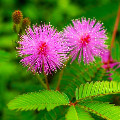 Mimosa Pudica Flower seeds for Planting Drought Tolerant Heirloom & GMO Free Seeds for Home Garden