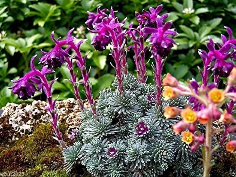 Purple Saxifraga Sempervivum Flower seeds for Planting - Compact Growth, Heirloom & GMO Free Seeds for Home Garden
 
 Sale seeds for home garden