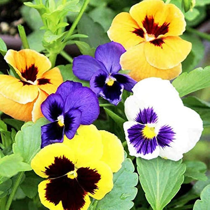 Pansy Swiss Flower seeds for Planting Pollinator Friendly Heirloom & GMO Free Seeds for Home Garden