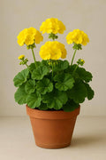 Geranium Yellow Flower seeds for Planting Colorful Display, Heirloom & GMO Free Seeds for Home Garden seeds for planting